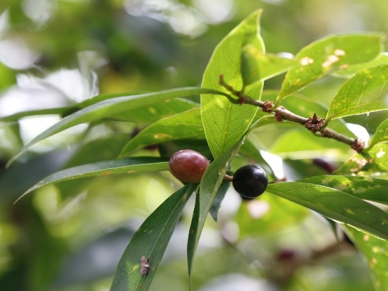 刺杜密 宜蘭 台7丙 拳頭姆山 刺杜密 宜蘭 台7丙 拳頭姆山