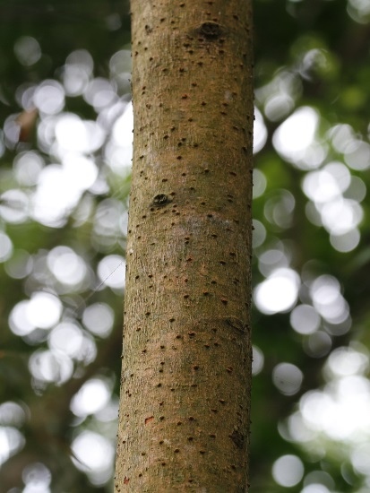 刺杜密 新北 新店 安坑 刺杜密 新北 新店 安坑