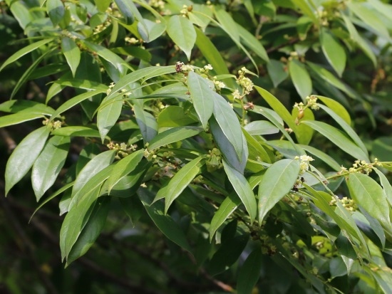 刺杜密 新北 汐止 北港 刺杜密 新北 汐止 北港