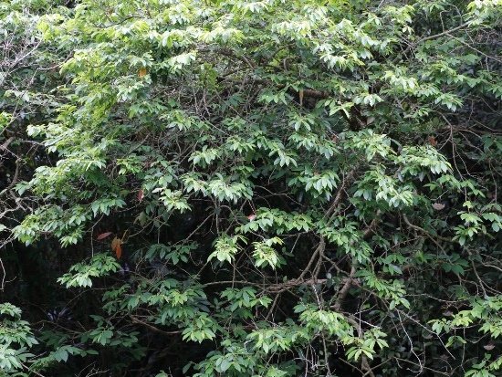 刺杜密 新北 汐止 北港 刺杜密 新北 汐止 北港