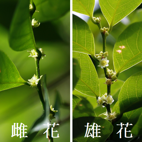 刺杜密 花 刺杜密 花