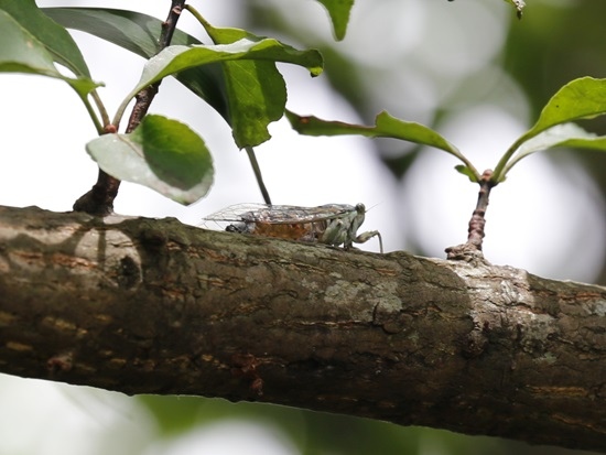七星山姬春蟬 鑿明山國家公園 七星山