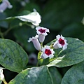 雞屎藤 新竹 芎林 秀湖