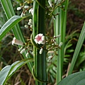 雞屎籐 陽明山國家公園 擎天崗