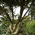 細葉饅頭果 基隆 大武崙山
