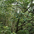 裡白饅頭果 台北 內湖 忠勇山