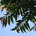 裡白葉饅頭果 陽明山國家公園 鹿角坑