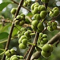 裡白饅頭果 桃園 楊梅 保甲古道
