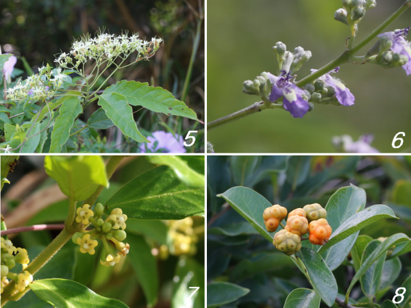 盛夏的苗栗海邊丘陵