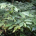 圓果秋海棠 桃園 北橫 東眼山