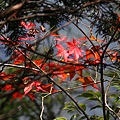青楓 桃園 北橫 四稜