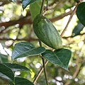 台灣牛嬭菜 新北 淡水 101甲道