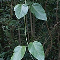 台灣牛嬭菜 桃園 北橫 巴陵