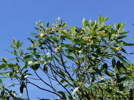 大葉桉 苗栗 通霄