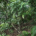 白果雞屎樹 台北 內湖 碧山