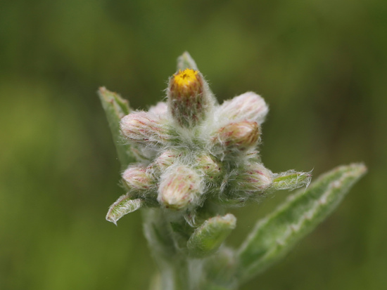 毛將軍 台北 南港 山豬窟