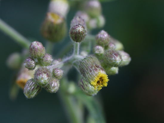 生毛將軍 新北 烏來 信賢