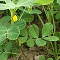 花生 苗栗 通霄