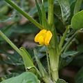 花生 雲林 虎尾