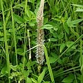 兔尾草 苗栗 通霄
