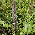 兔尾草 苗栗 苗栗 大坪頂
