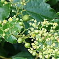漢氏山葡萄 金山 八煙 (1).bmp