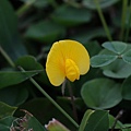 蔓花生 台北 大佳河濱公園