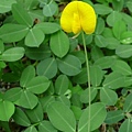 蔓花生 宜蘭 五結