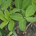 蔓花生 新北 三芝