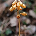 山赤箭 陽明山國家公園 大屯山區