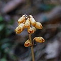 山赤箭 陽明山國家公園 大屯山區