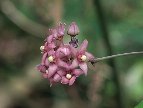 疏花鷗蔓 陽明山國家公園 大屯山區