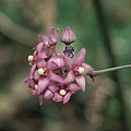 疏花鷗蔓 陽明山國家公園 大屯山區