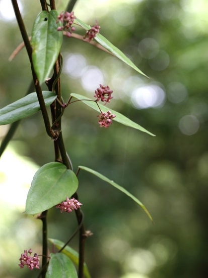 疏花甌蔓 陽明山國家公園 大屯山區