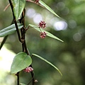 疏花甌蔓 陽明山國家公園 大屯山區