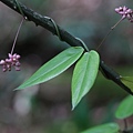 疏花鷗蔓 陽明山國家公園 大屯山區