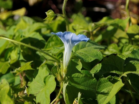 牽牛花 池上 牽牛花 池上