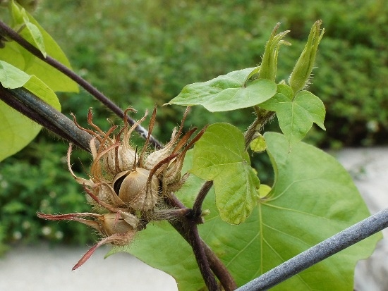 牽牛花 台東 台東市區 牽牛花 台東 台東市區