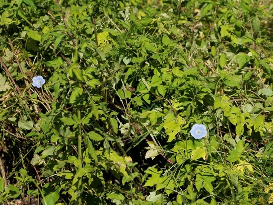 牽牛花 台東 池上 牽牛花 台東 池上