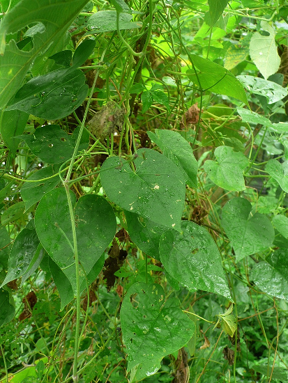 牽牛花 台北 士林 芝山岩 牽牛花 台北 士林 芝山岩
