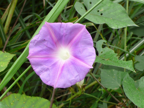 牽牛花 新北 五股 牽牛花 新北 五股