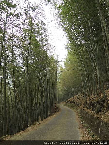 2孟宗竹林遂道 (3) 2孟宗竹林遂道 (3)