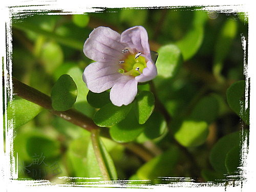 過長沙(紫花)