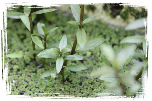 小獅子草