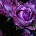 紫玫瑰.gif