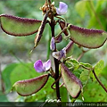 生命豆(即扁豆)