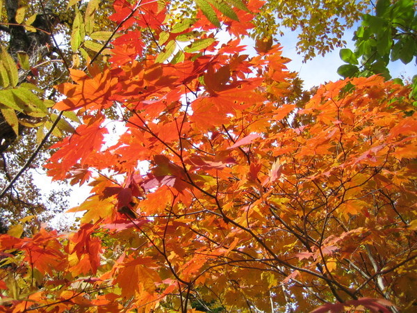 八甲山紅葉