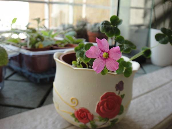 V-01.Oxalis Violacea