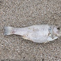 沙灘上的死魚