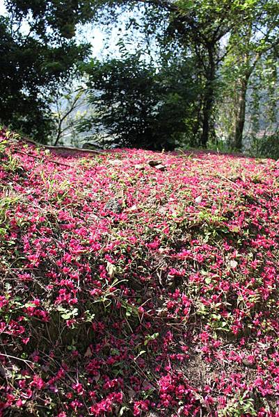 櫻花地毯